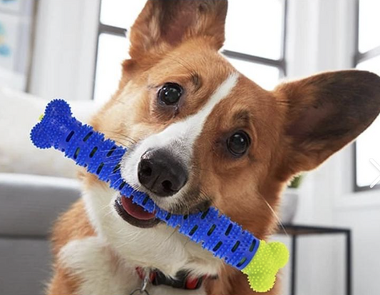 Cuidado Dental para tu Mascota